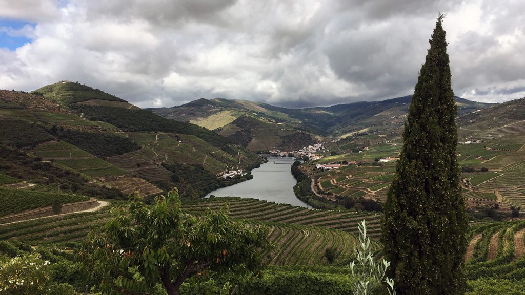 Vinhas do Douro terão de ser adaptadas às mudanças do clima